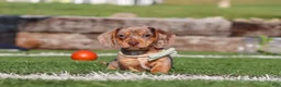 Miniature Dachshund dogs for sale: Buddy - Ad 5