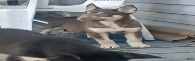 Gerberian Shepsky 1