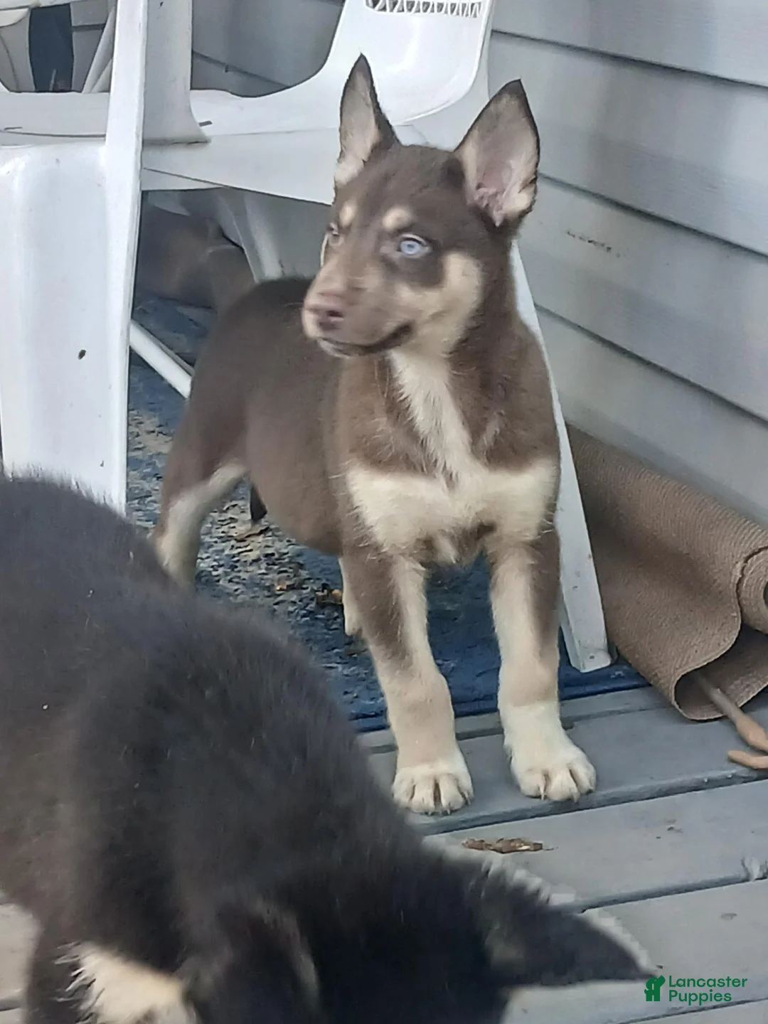 Gerberian Shepsky dogs for sale: Gerberian Shepsky 1 - Ad 1