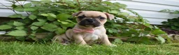 Frug dogs for sale: Lilly  - Ad 4
