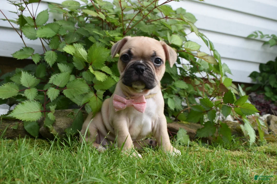 Frug dogs for sale: Lilly  - Ad 4