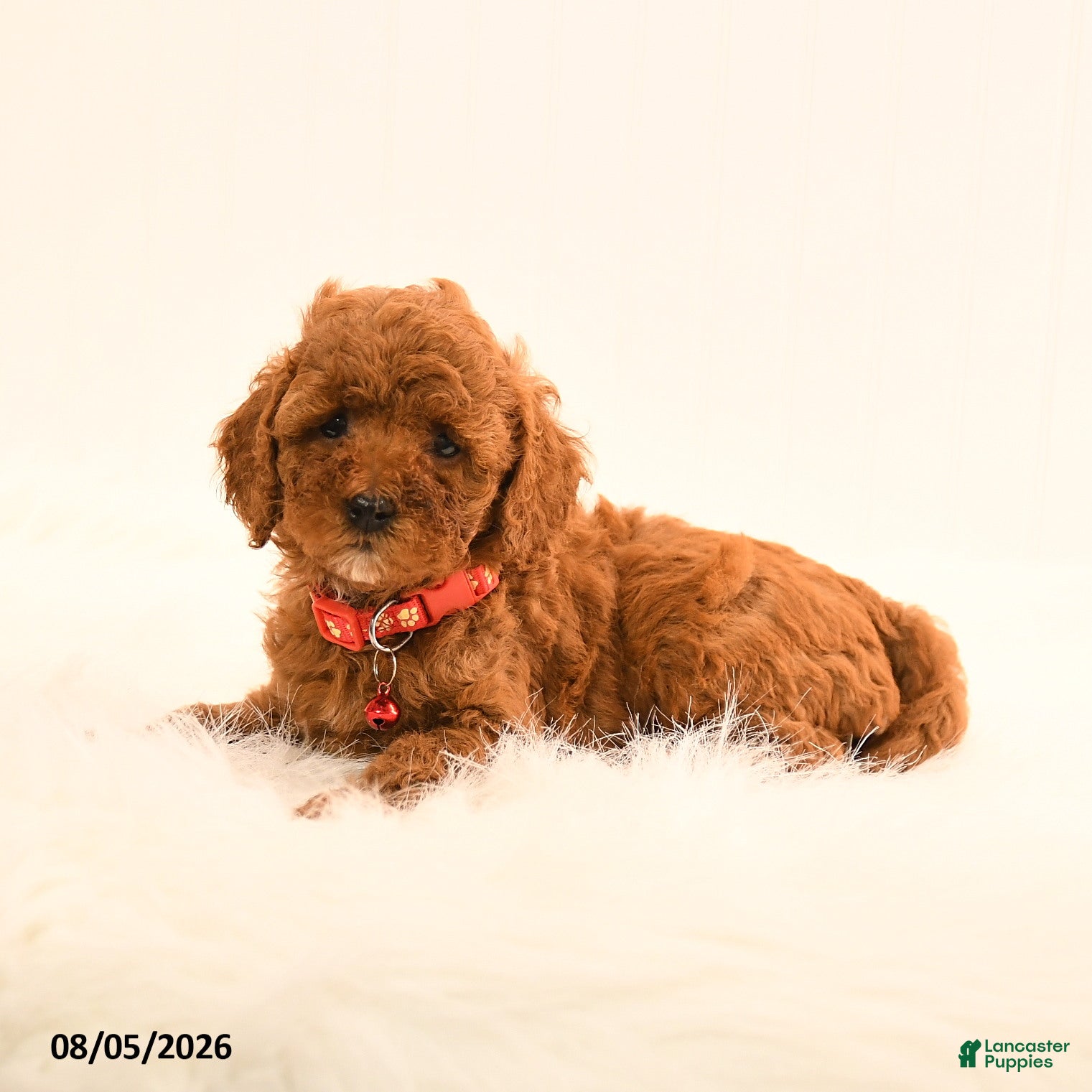 Cavapoo dogs Ivan - Ad 1