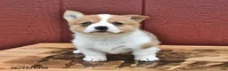 Welsh Corgi Pembroke dogs for sale: Jasmine - Ad 4