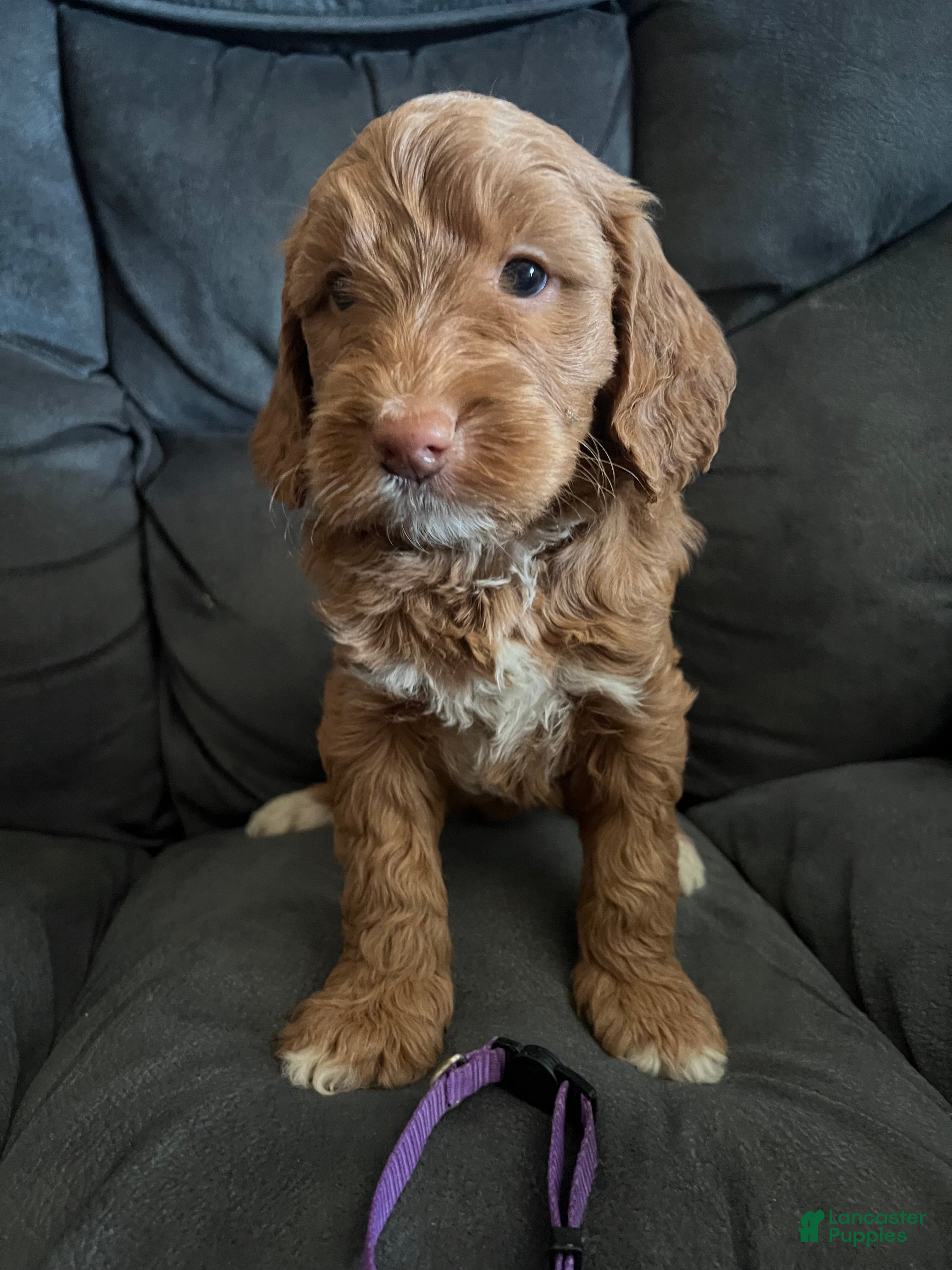 Mini Goldendoodle dogs Purple Collar - Ad 2