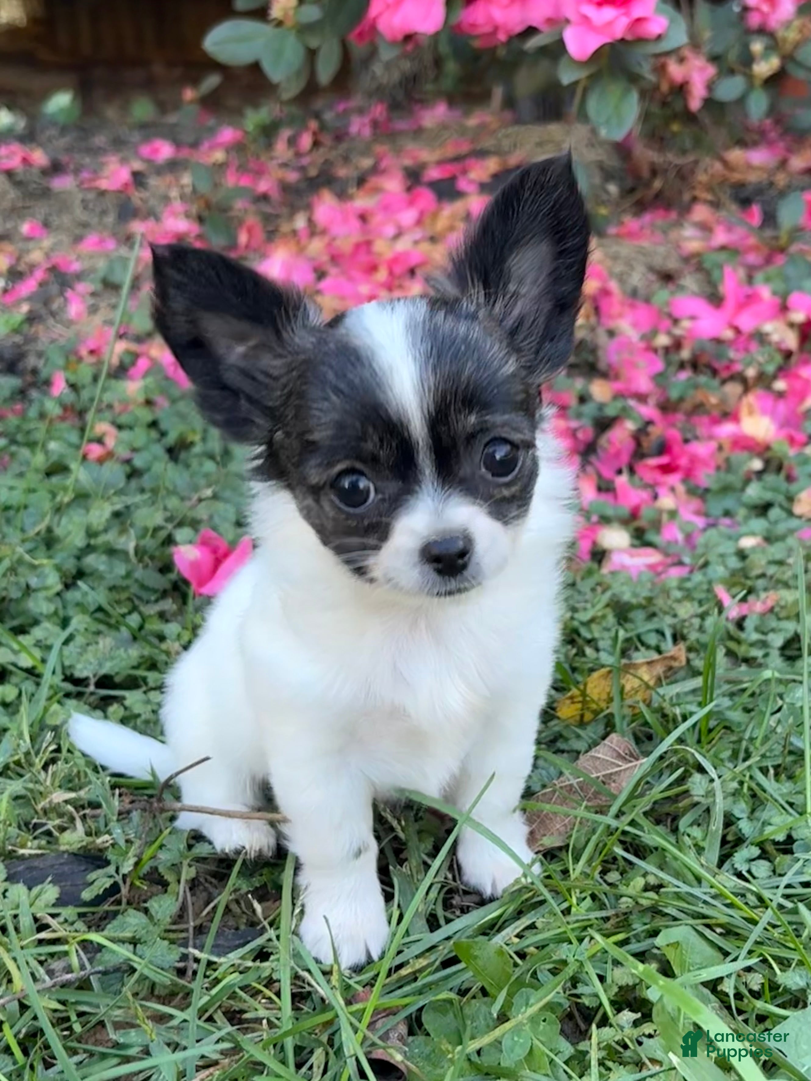 Chihuahua dogs for sale: Chihuahua 2 - Ad 2