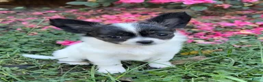Chihuahua 2