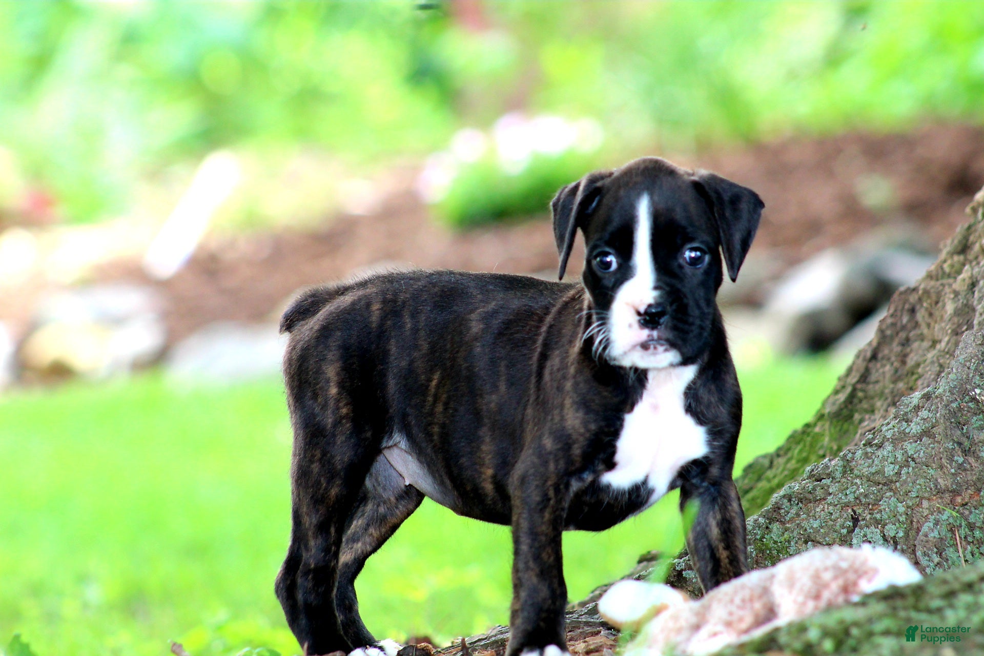Boxer dogs Lilac  - Ad 2