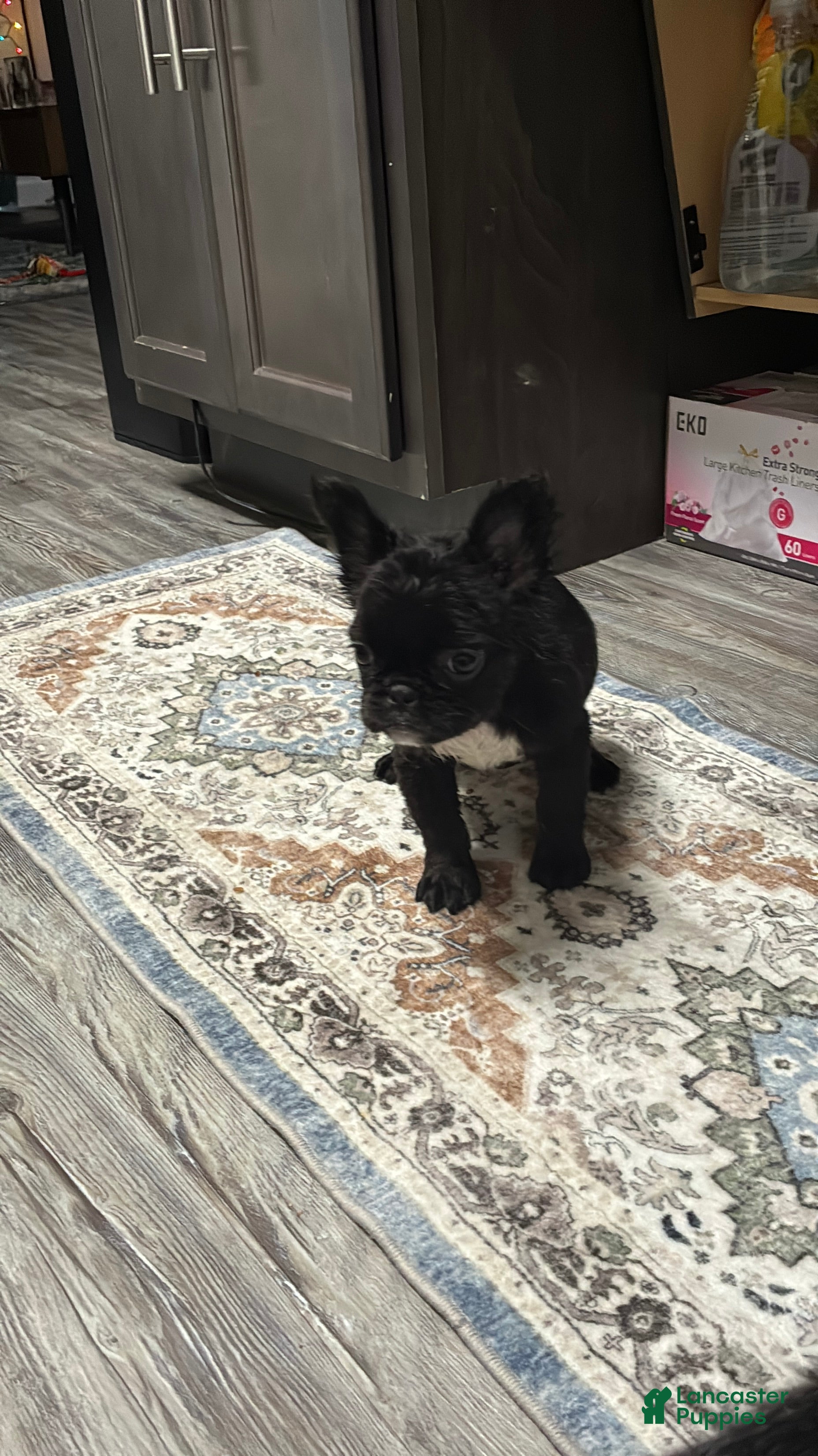French Bulldog dogs for sale: Oreo  - Ad 1