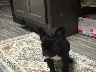 French Bulldog dogs for sale: Oreo - Ad 1