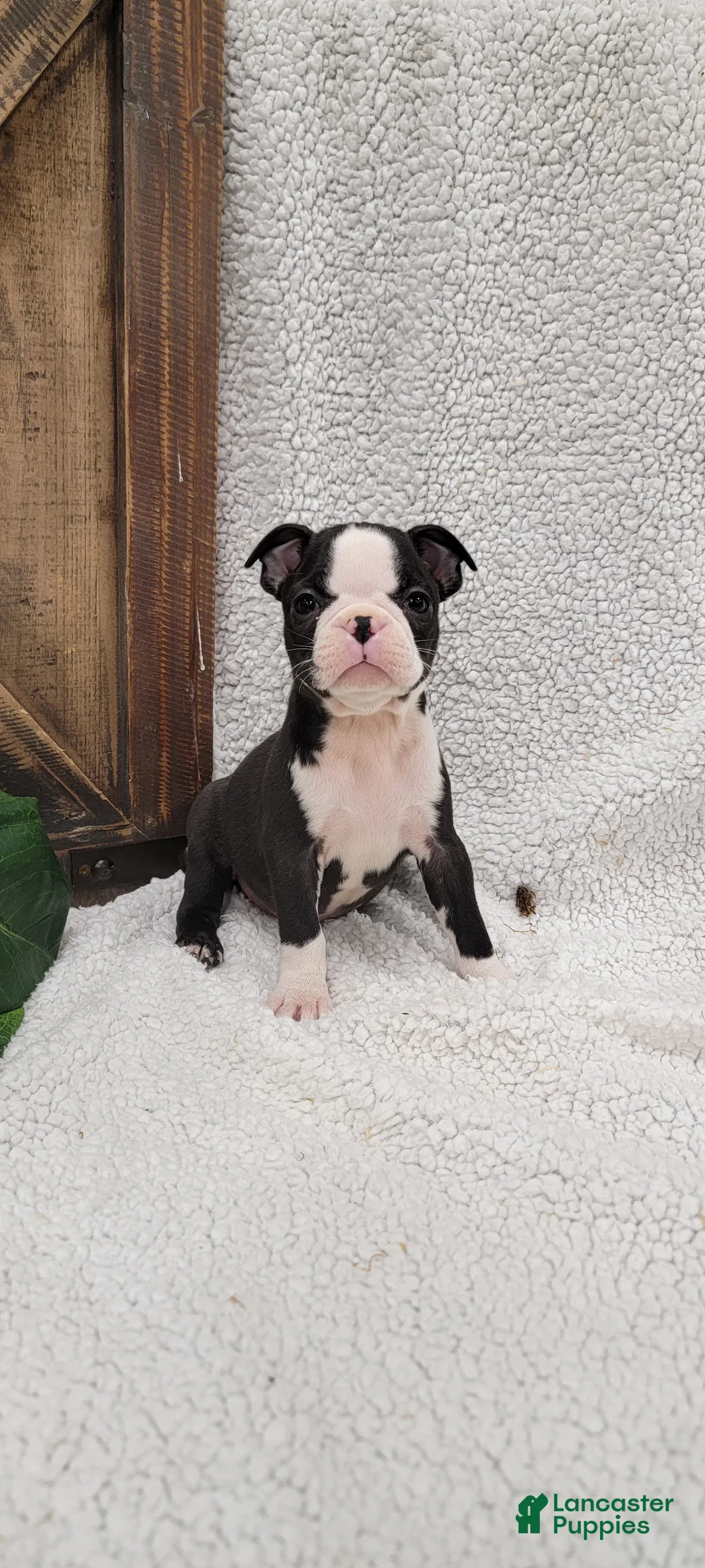 Boston Terrier dogs for sale: Betsy - Ad 5