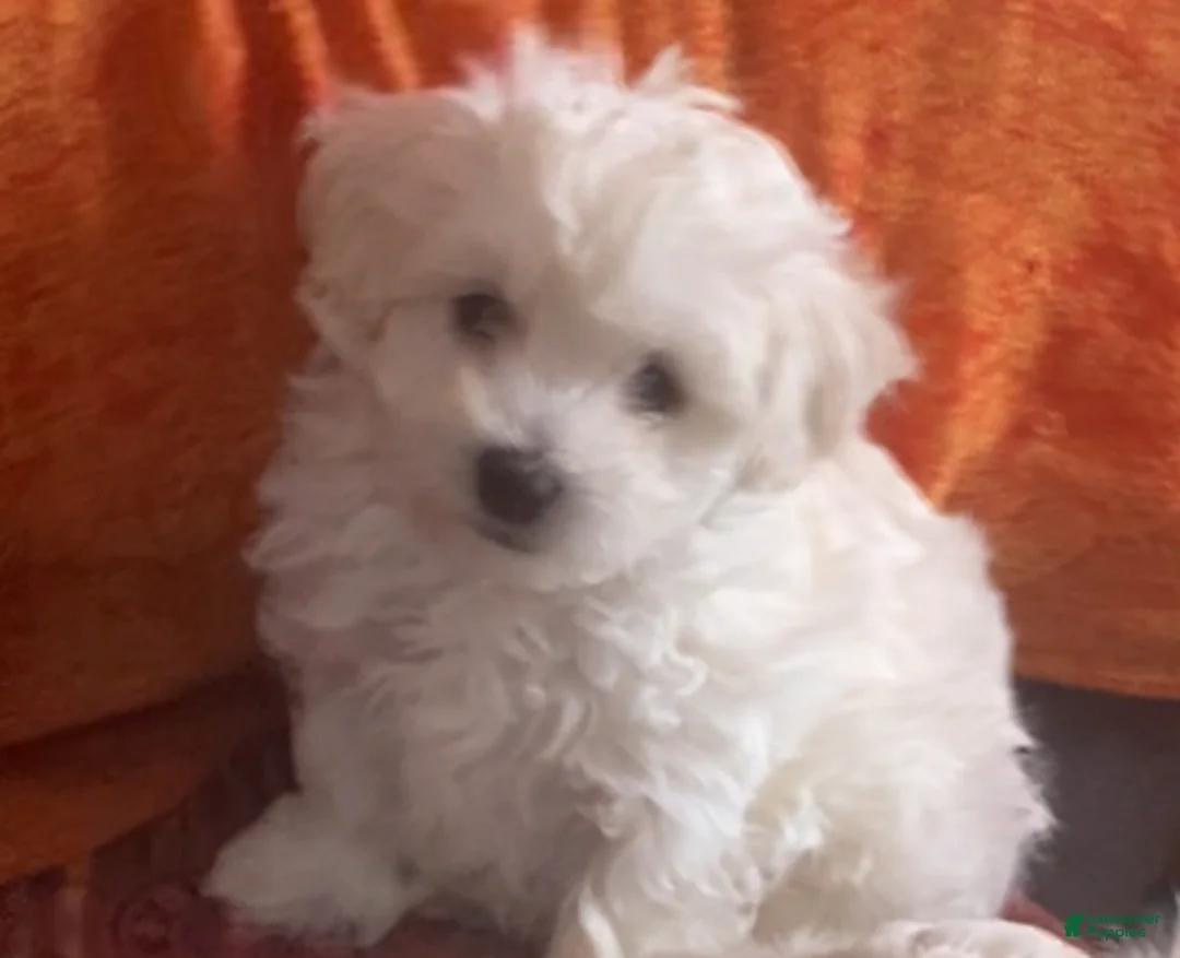 Bichpoo dogs for sale: Bichpoo Puppy 1 - Ad 1