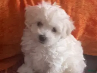 Bichpoo dogs Bichpoo Puppy 1 - Ad 39