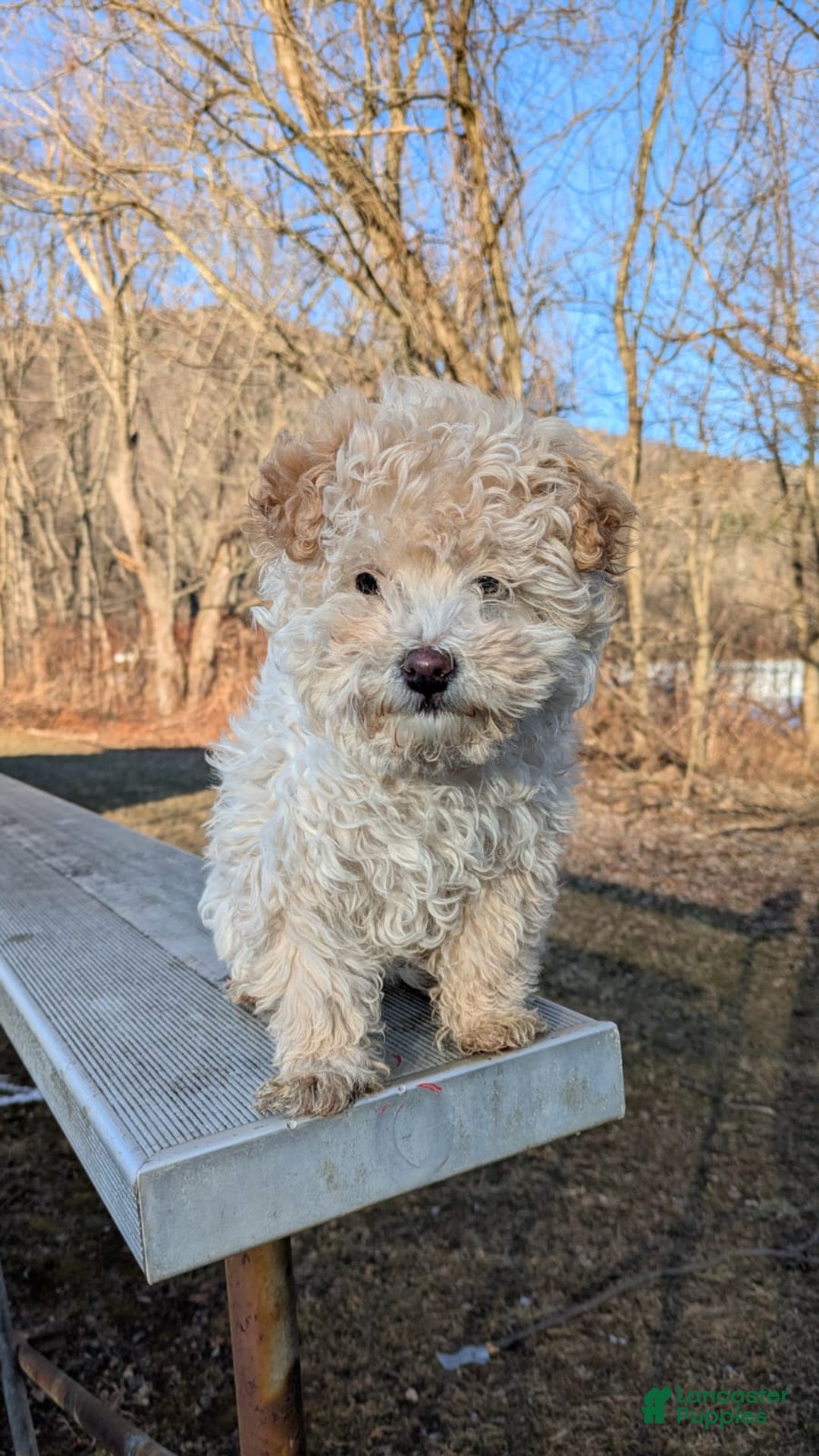Mini Bernedoodle dogs for sale: Aurora "Rory" - Ad 8