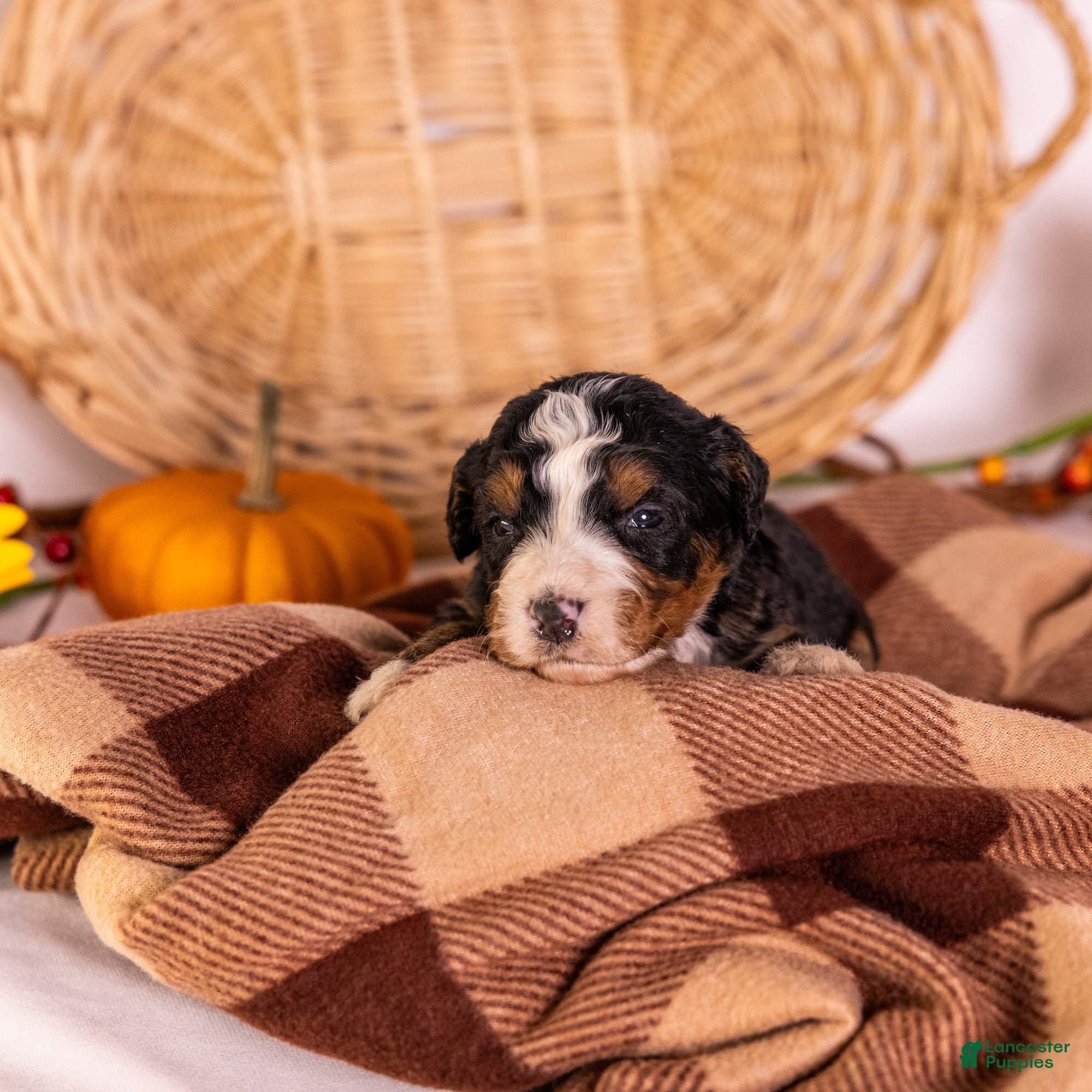 Bernedoodle dogs Gracie - Ad 1