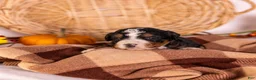 Bernedoodle dogs for sale: Gracie - Ad 1
