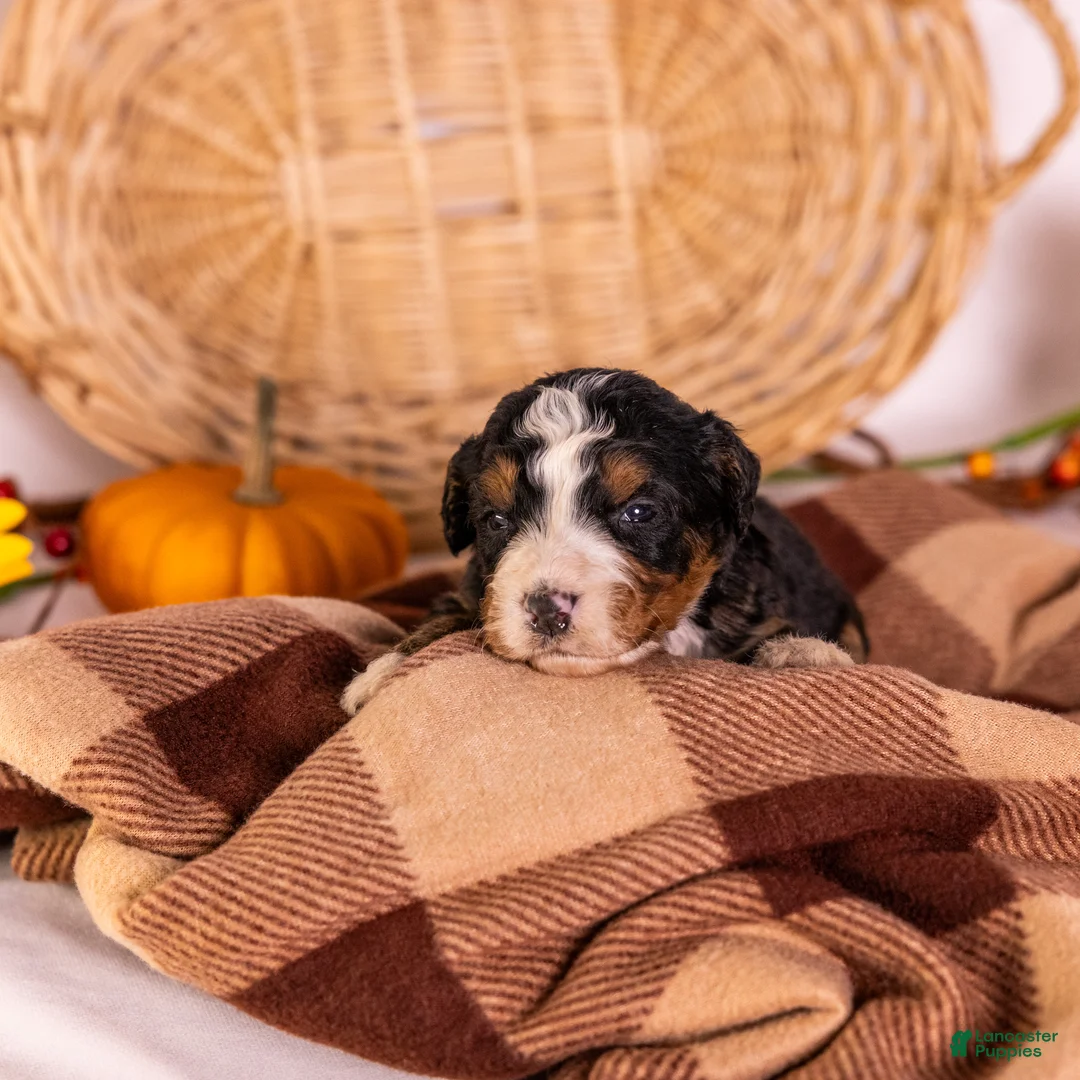 Bernedoodle dogs for sale: Gracie - Ad 1