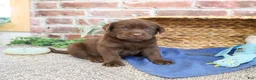 Labrador Retriever dogs for sale: Samuel  - Ad 6