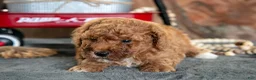 Miniature Poodle dogs for sale: Aiden - Ad 3