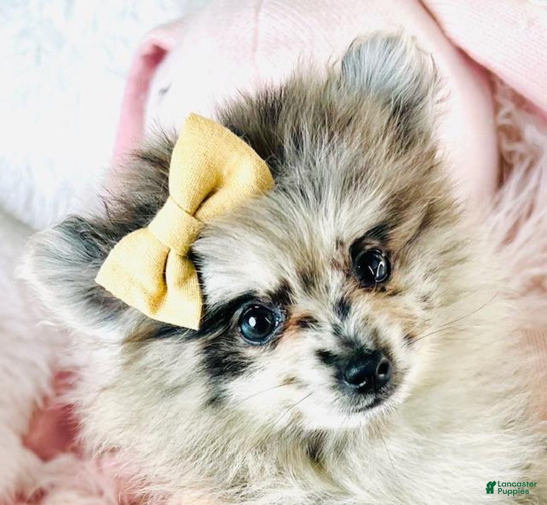 Pomeranian Puppy for sale in Miami Lancaster Puppies