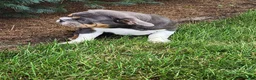 English Bulldog dogs for sale: Ada - Ad 11