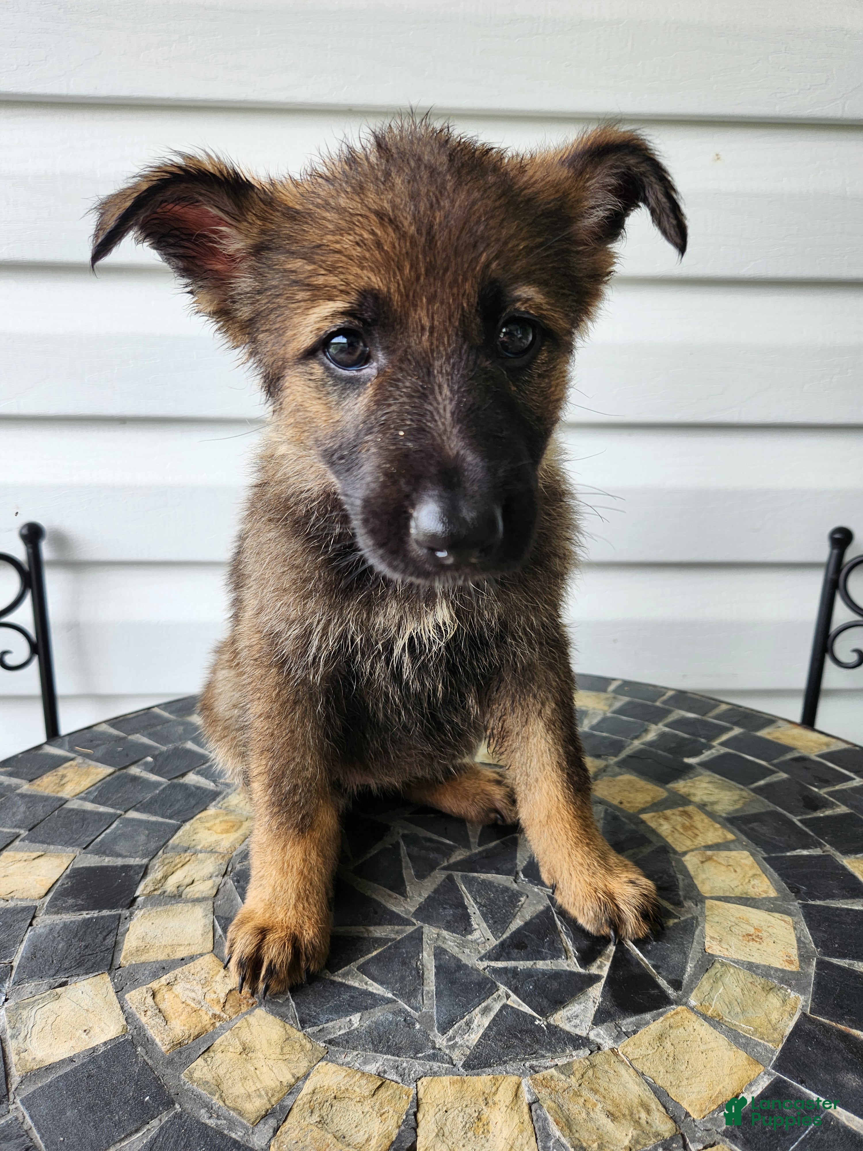 German Shepherd dogs Lexi - Ad 2