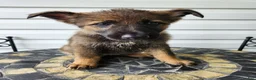 German Shepherd dogs for sale: Lexi - Ad 2