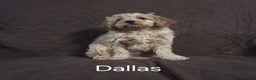 Cockapoo dogs for sale: Dallas - Ad 4