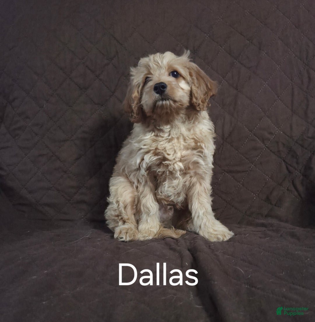 Cockapoo dogs for sale: Dallas - Ad 4
