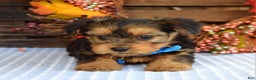 Yorkshire Terrier dogs for sale: Dasher - Ad 2