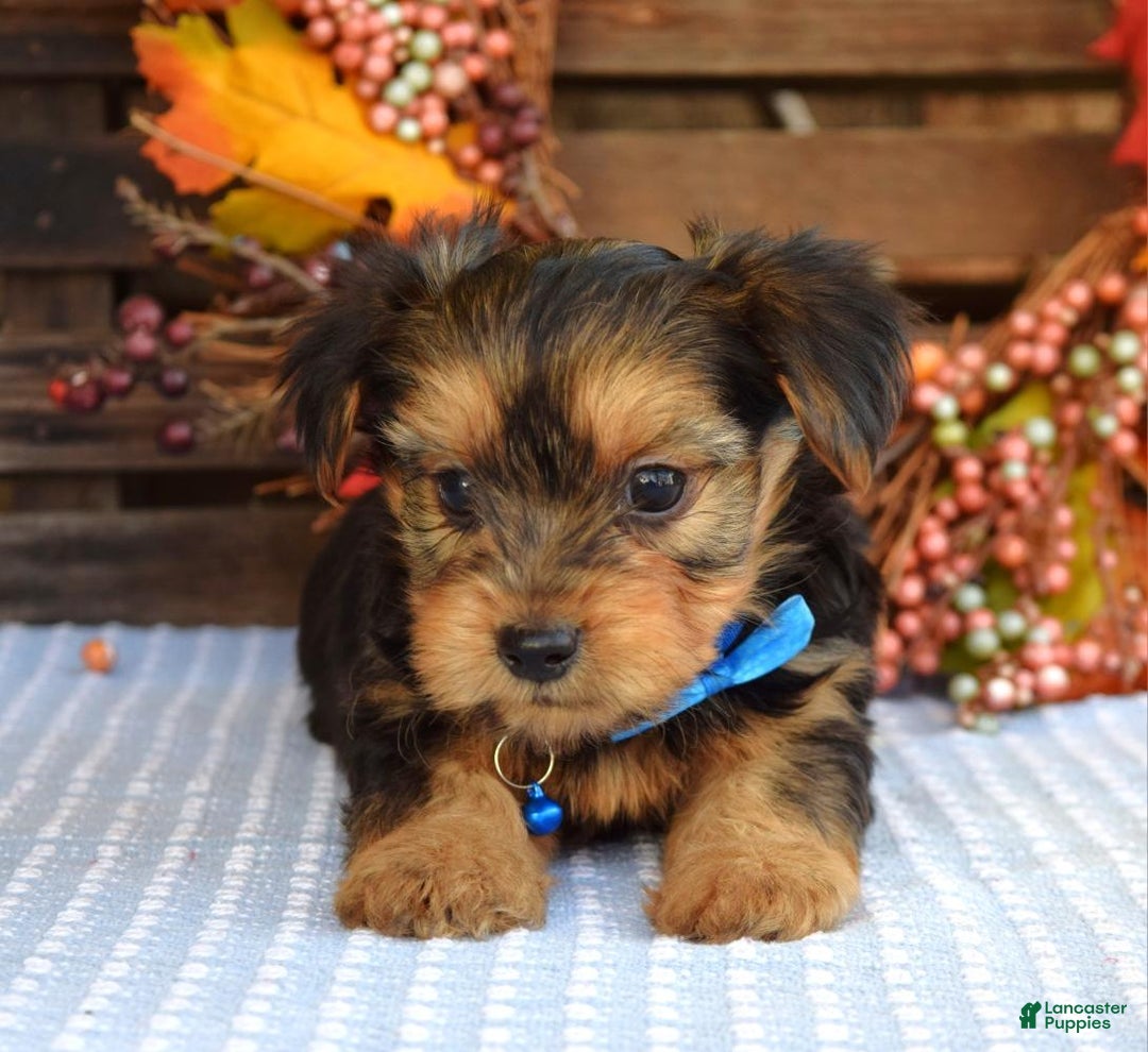 Yorkshire Terrier dogs for sale: Dasher - Ad 2