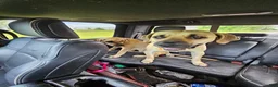 Black Mouth Cur dogs for sale: Black Mouth Cur - Ad 10