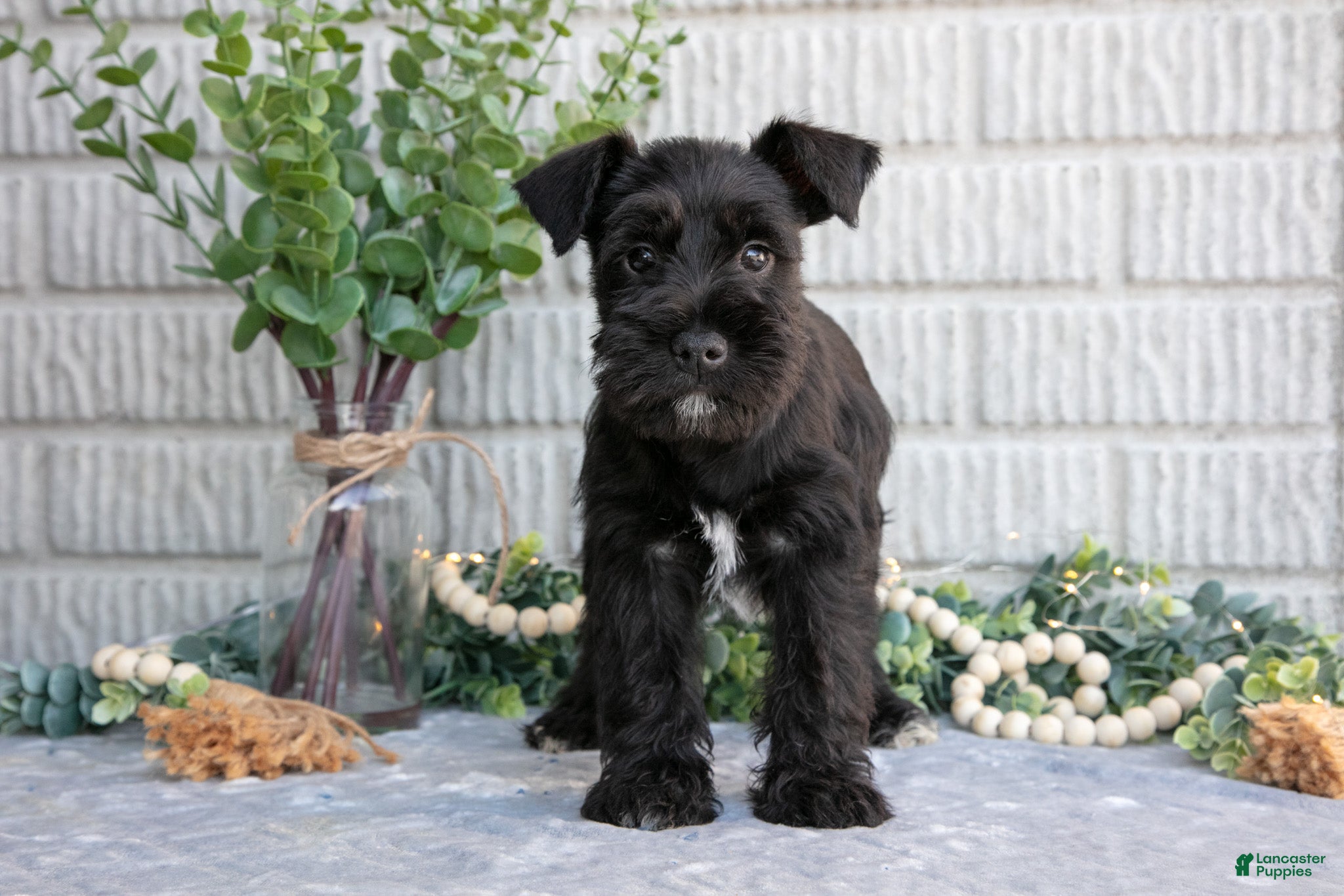 Miniature Schnauzer dogs Copper - Ad 2