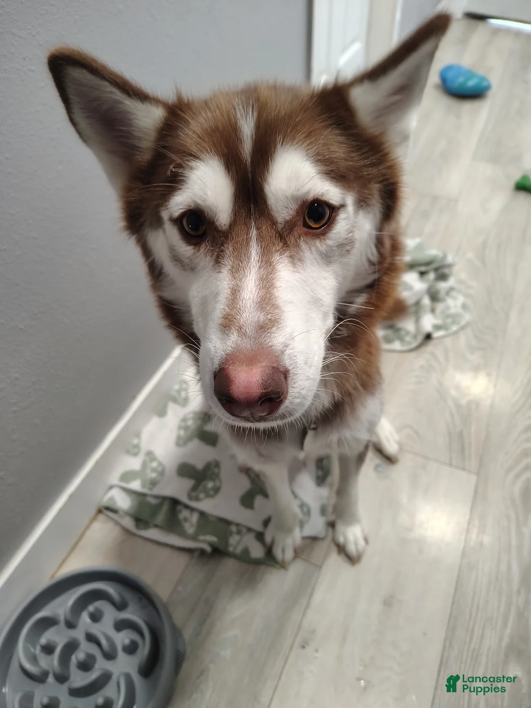 Gerberian Shepsky dogs for sale: Gerberian Shepsky Puppy 2 - Ad 2