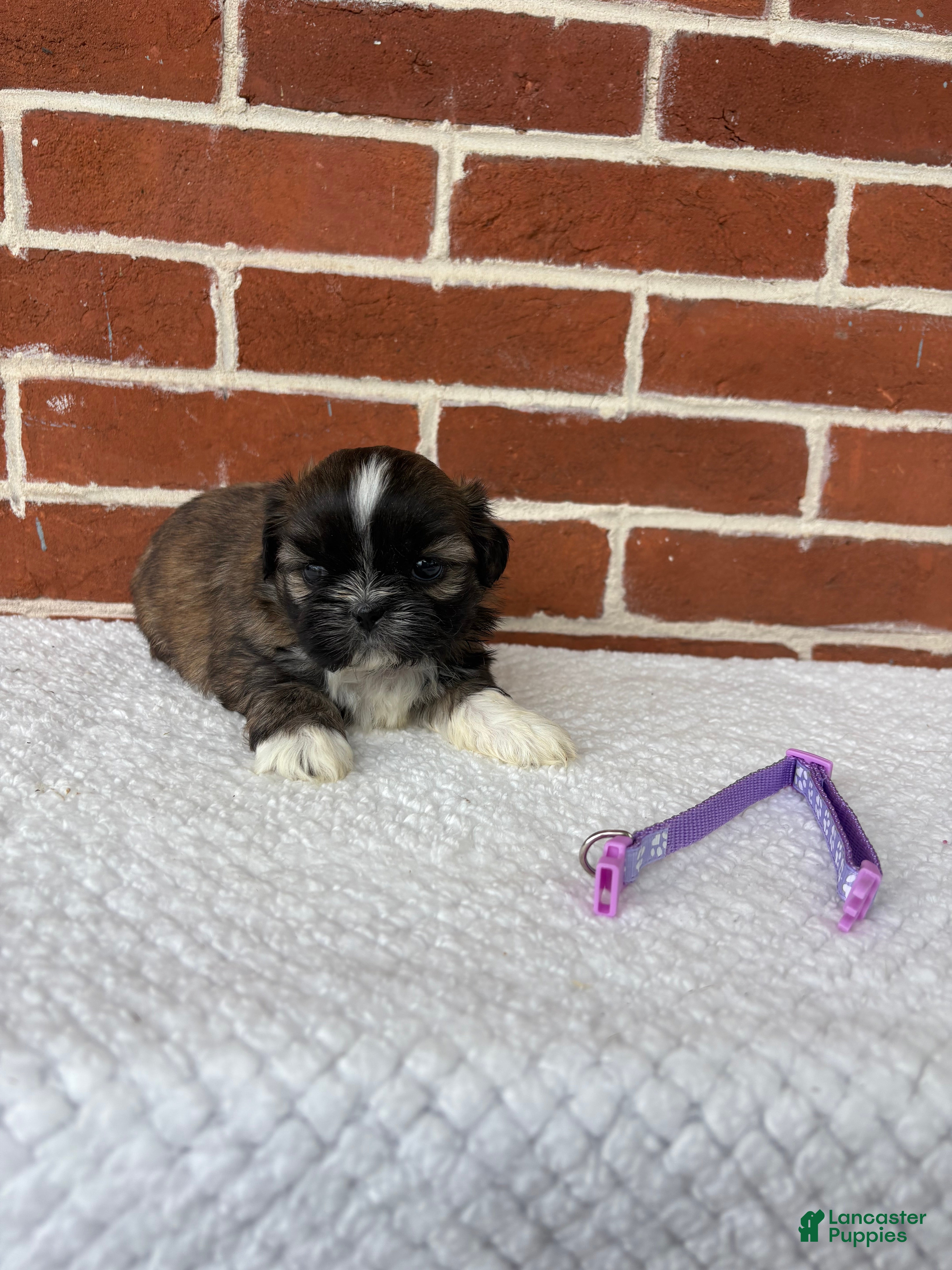 Shih Tzu dogs for sale: Lovey - Ad 4