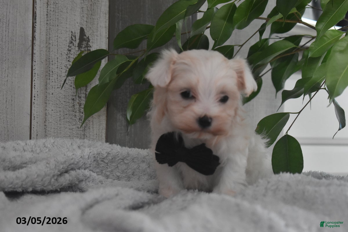Maltese dogs Owen - Ad 2