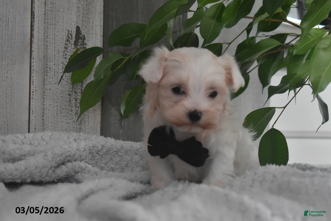 Maltese dogs for sale: Owen - Ad 2