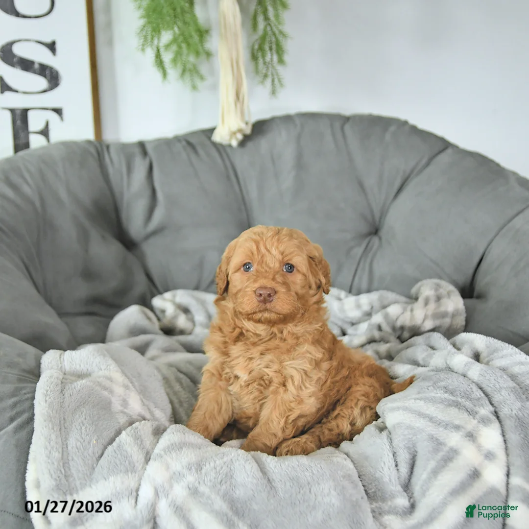 Mini Goldendoodle dogs for sale: Cupid - Ad 2