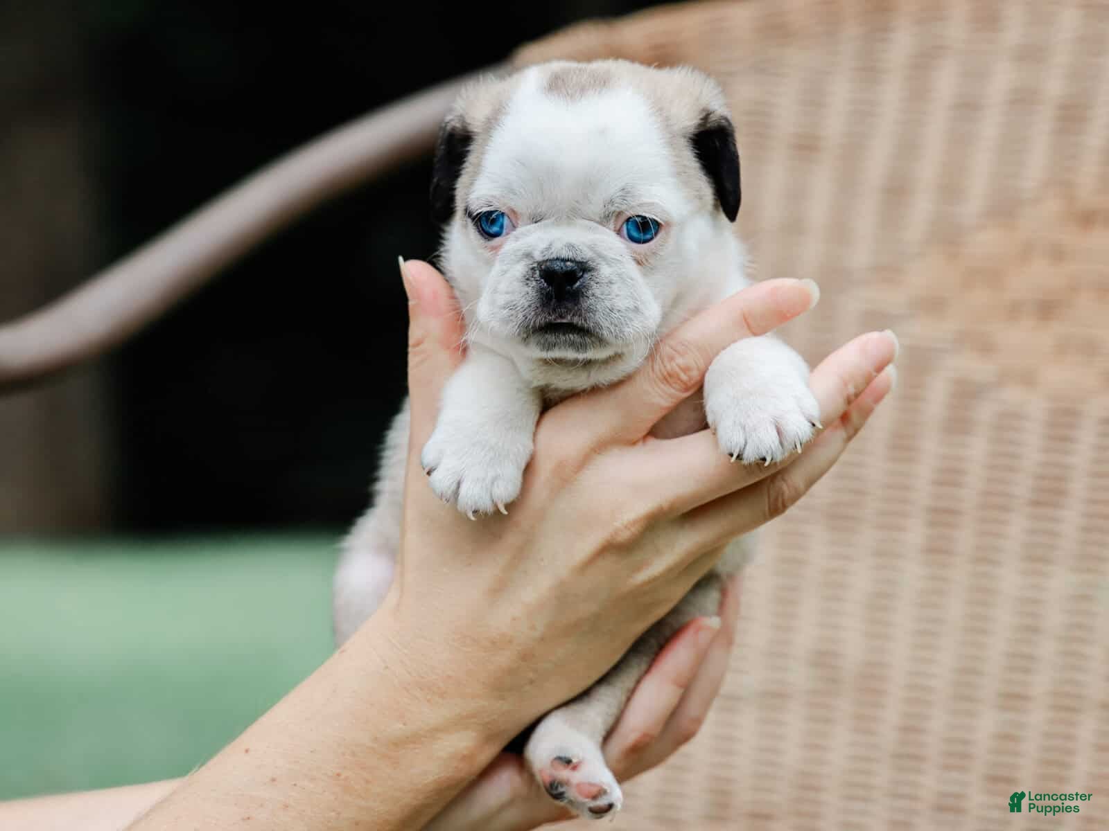 Pug dogs Jabez - Ad 2