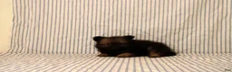 Pomeranian dogs for sale: Aiden - Ad 1