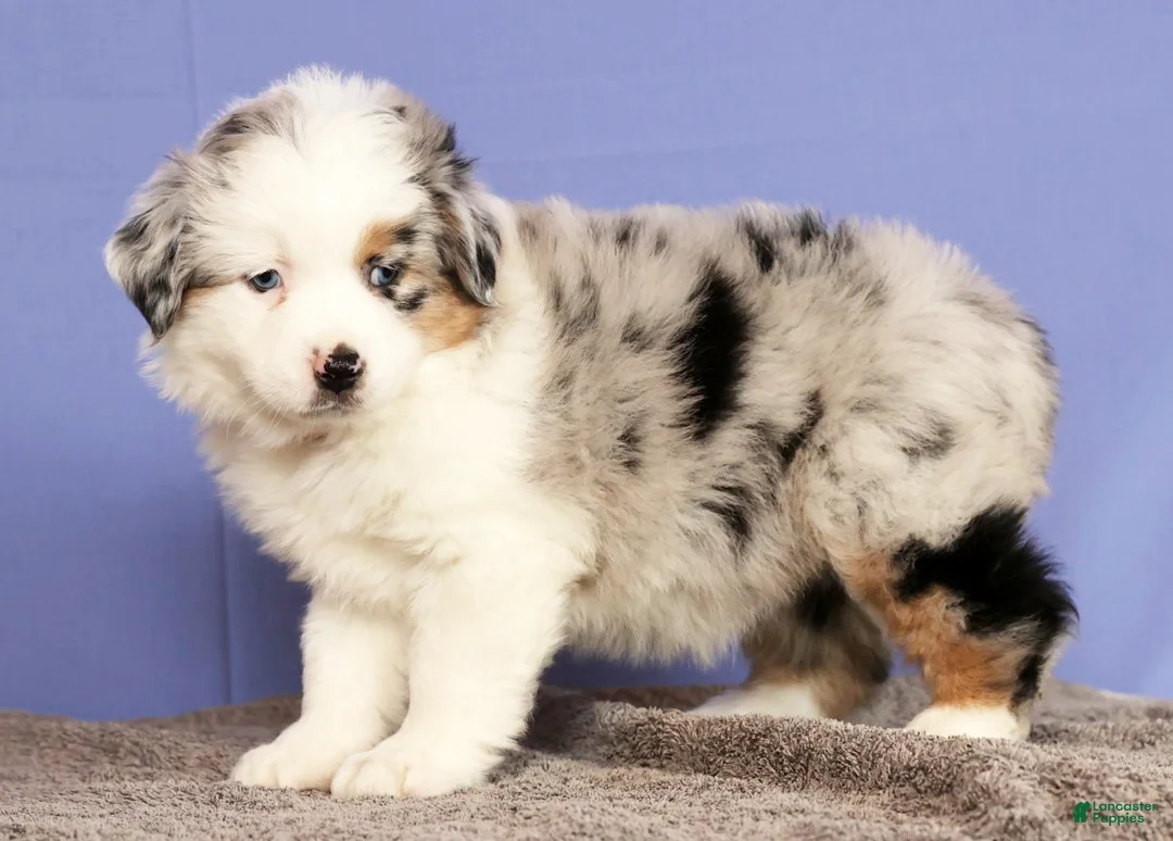 Miniature Australian Shepherd dogs for sale: Jill - Ad 4