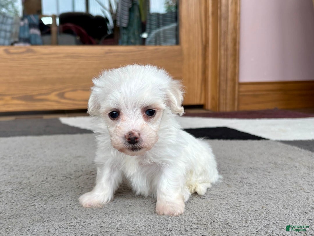 Coton De Tulear dogs for sale: Tj - Ad 9