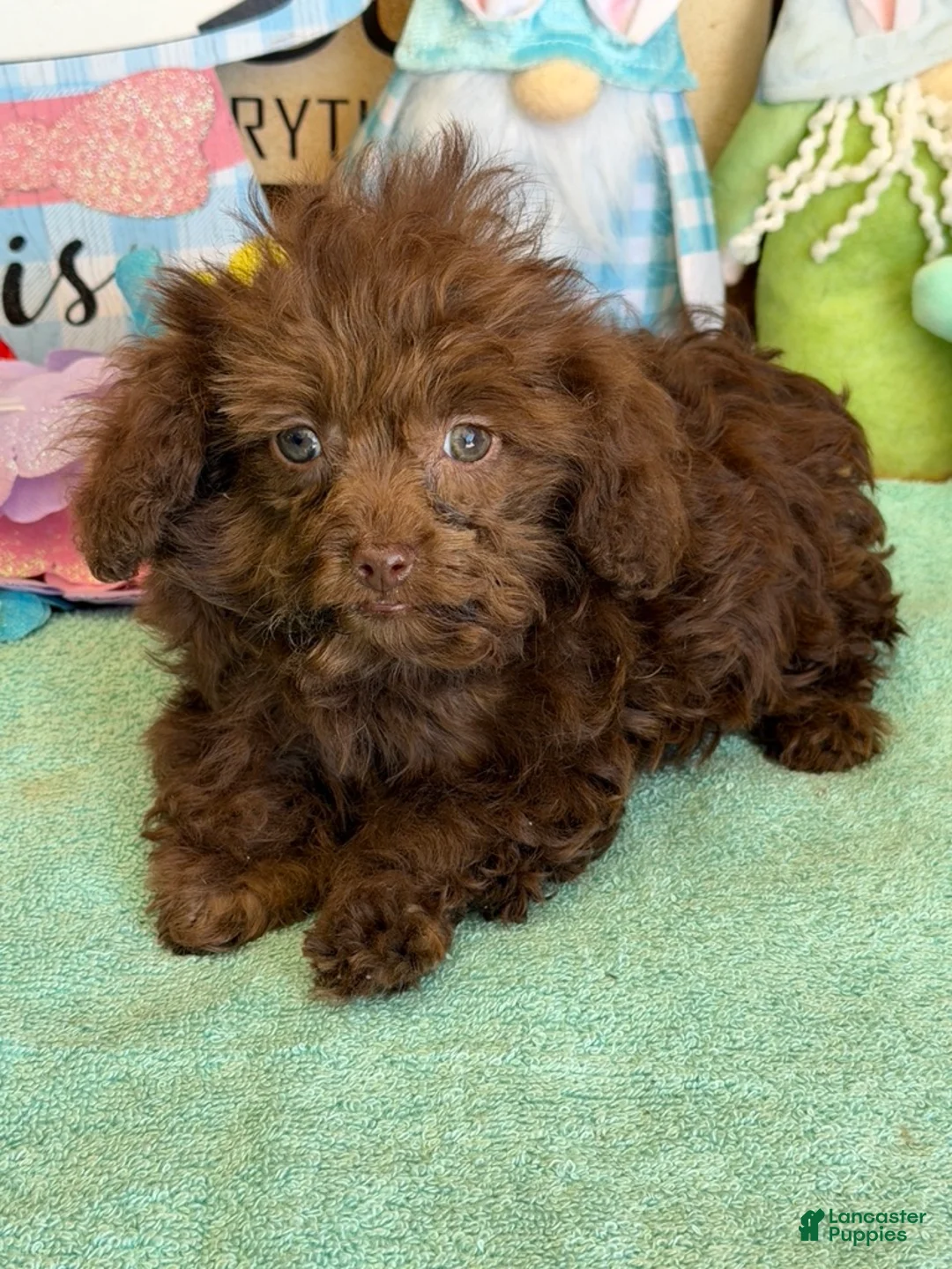 Cockapoo dogs for sale: Nugget - Ad 2