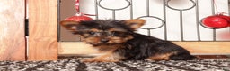 Yorkshire Terrier dogs for sale: Remy Tea Cup  - Ad 4