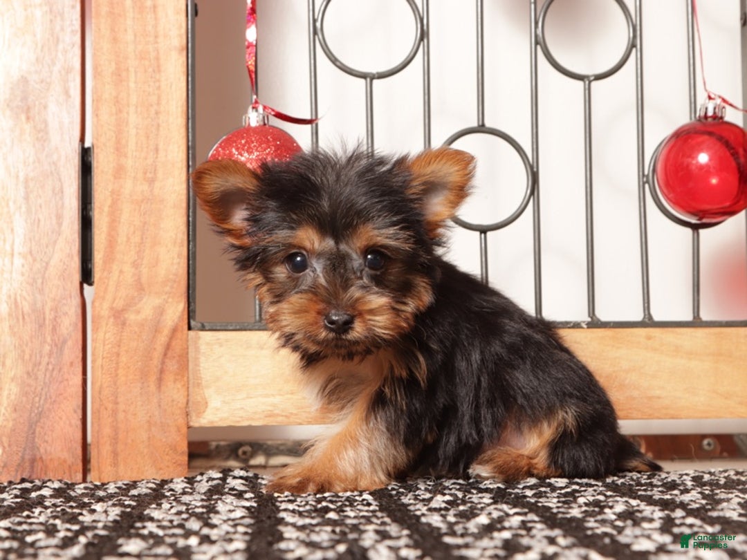 Yorkshire Terrier dogs for sale: Remy Tea Cup  - Ad 4