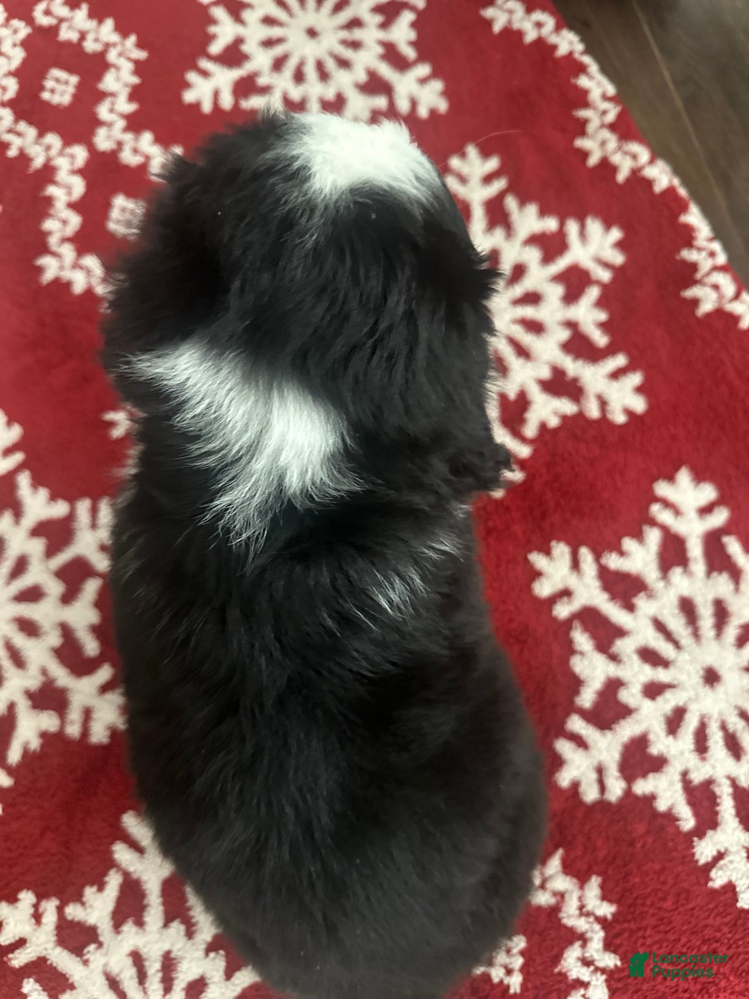 Bernese Mountain Dog dogs for sale: Rudy - Ad 2