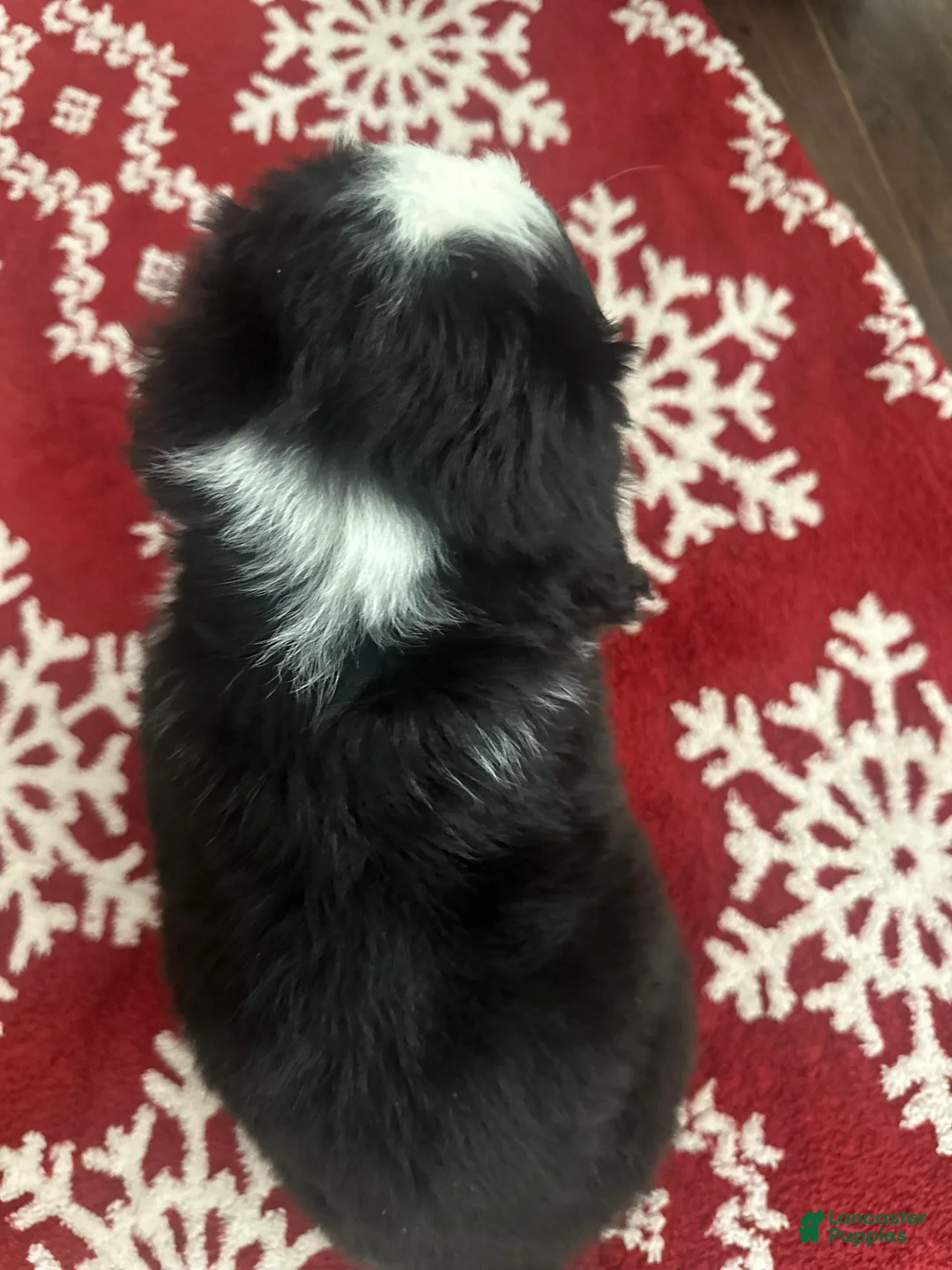 Bernese Mountain Dog dogs for sale: Rudy - Ad 2