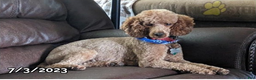 Cockapoo dogs for sale: Nova - Ad 6