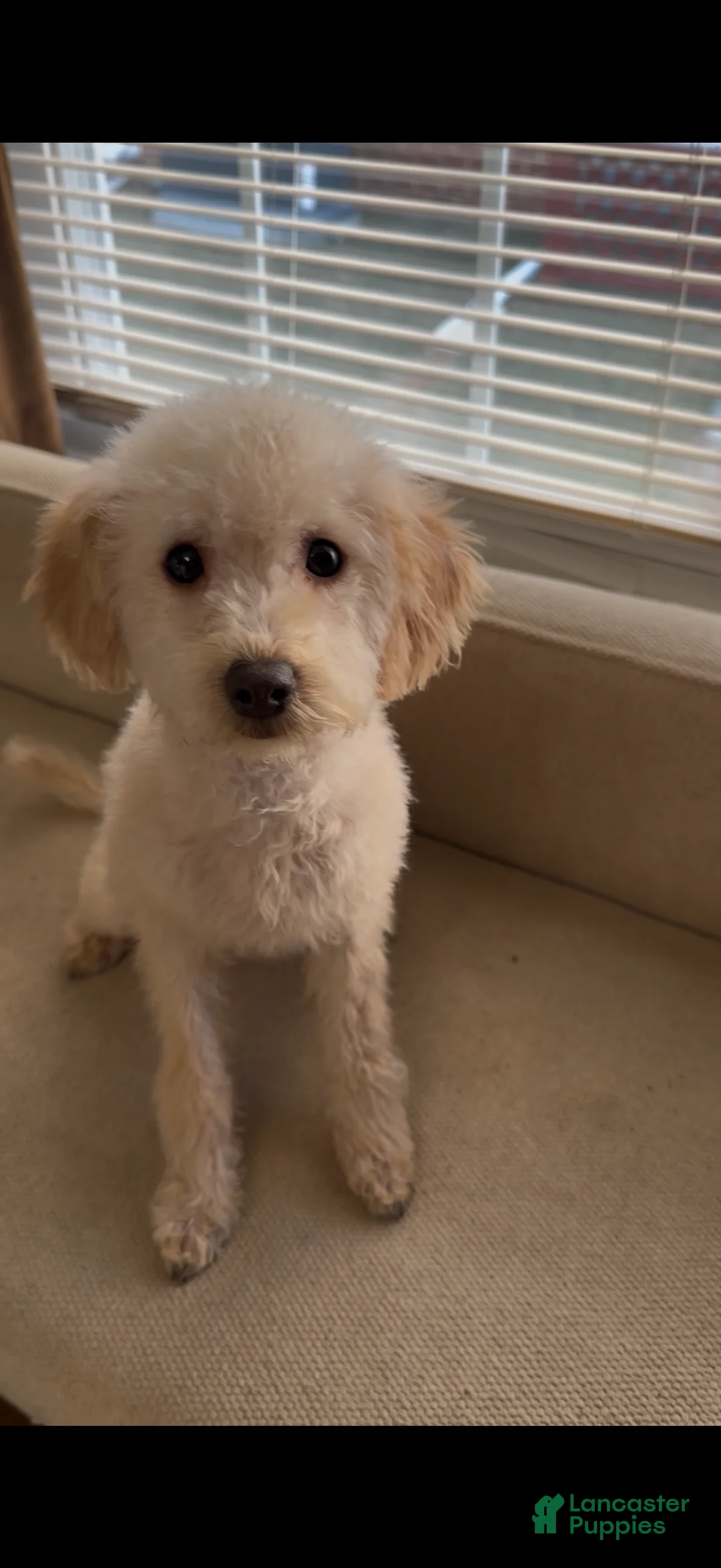 Mini Goldendoodle dogs for sale: Pixie  - Ad 1