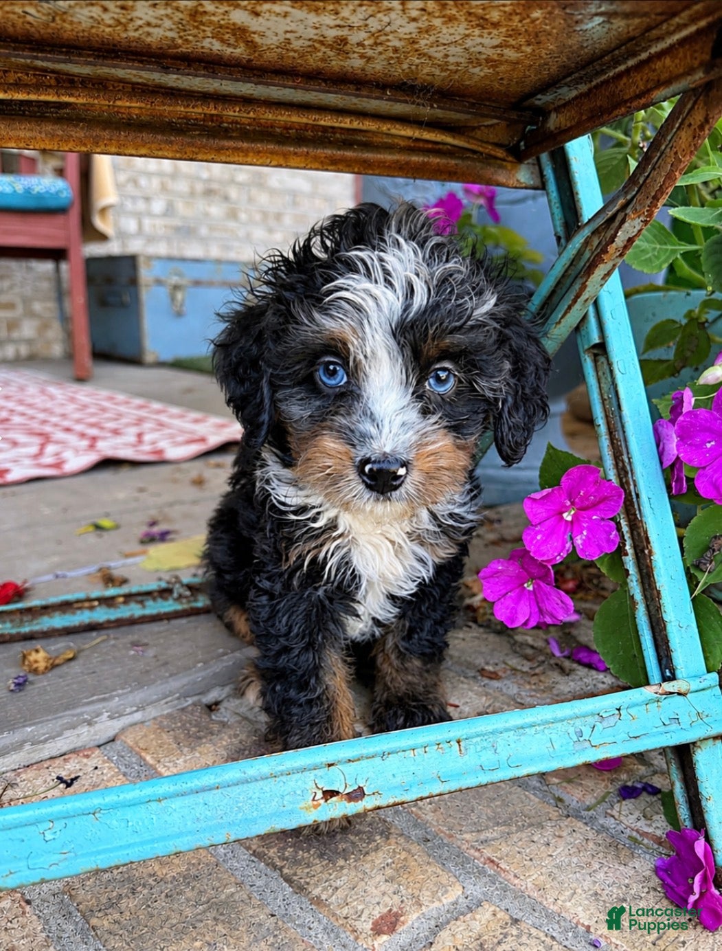 Mini Bernedoodle dogs Daisy - Ad 13