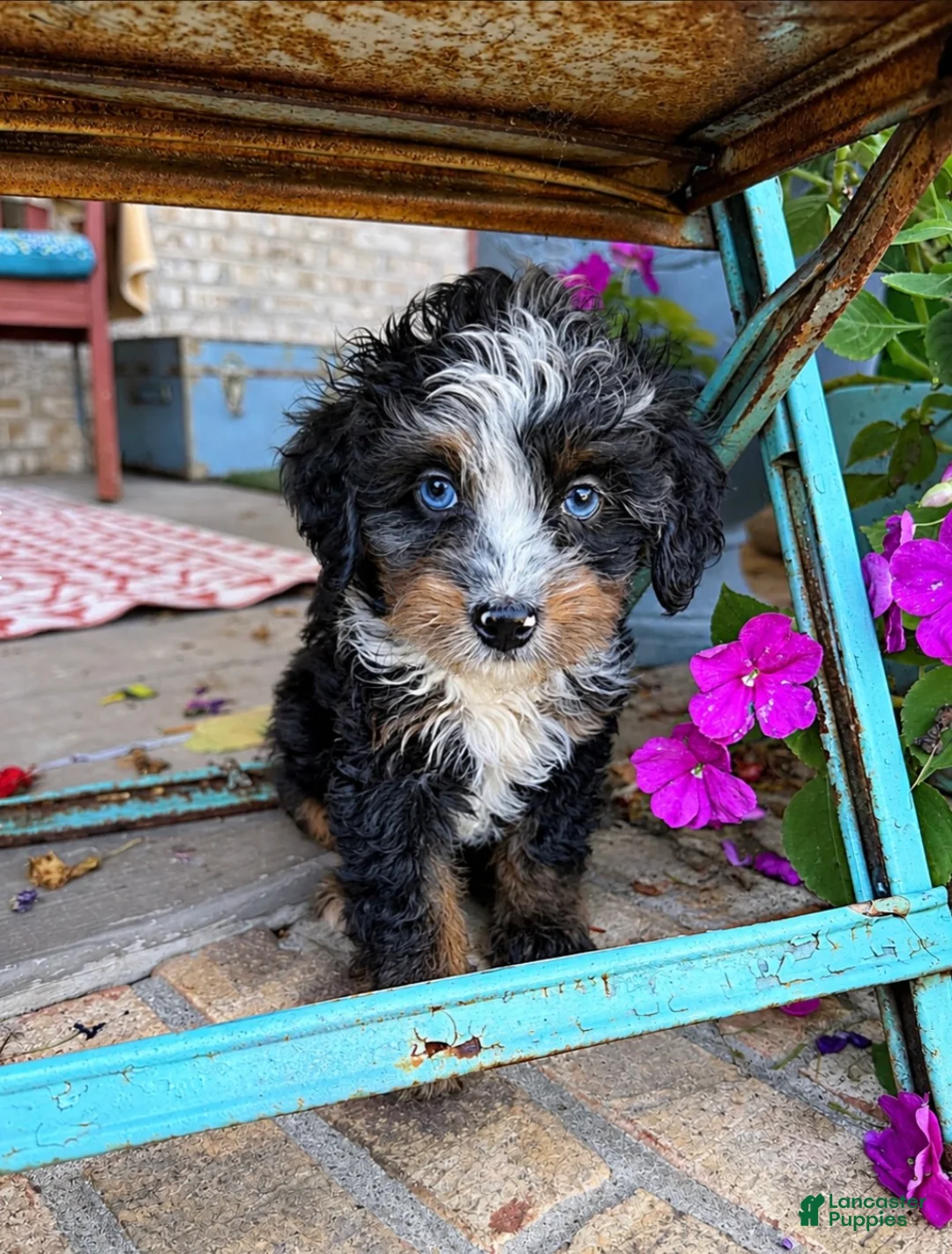 Mini Bernedoodle dogs for sale: Daisy - Ad 1